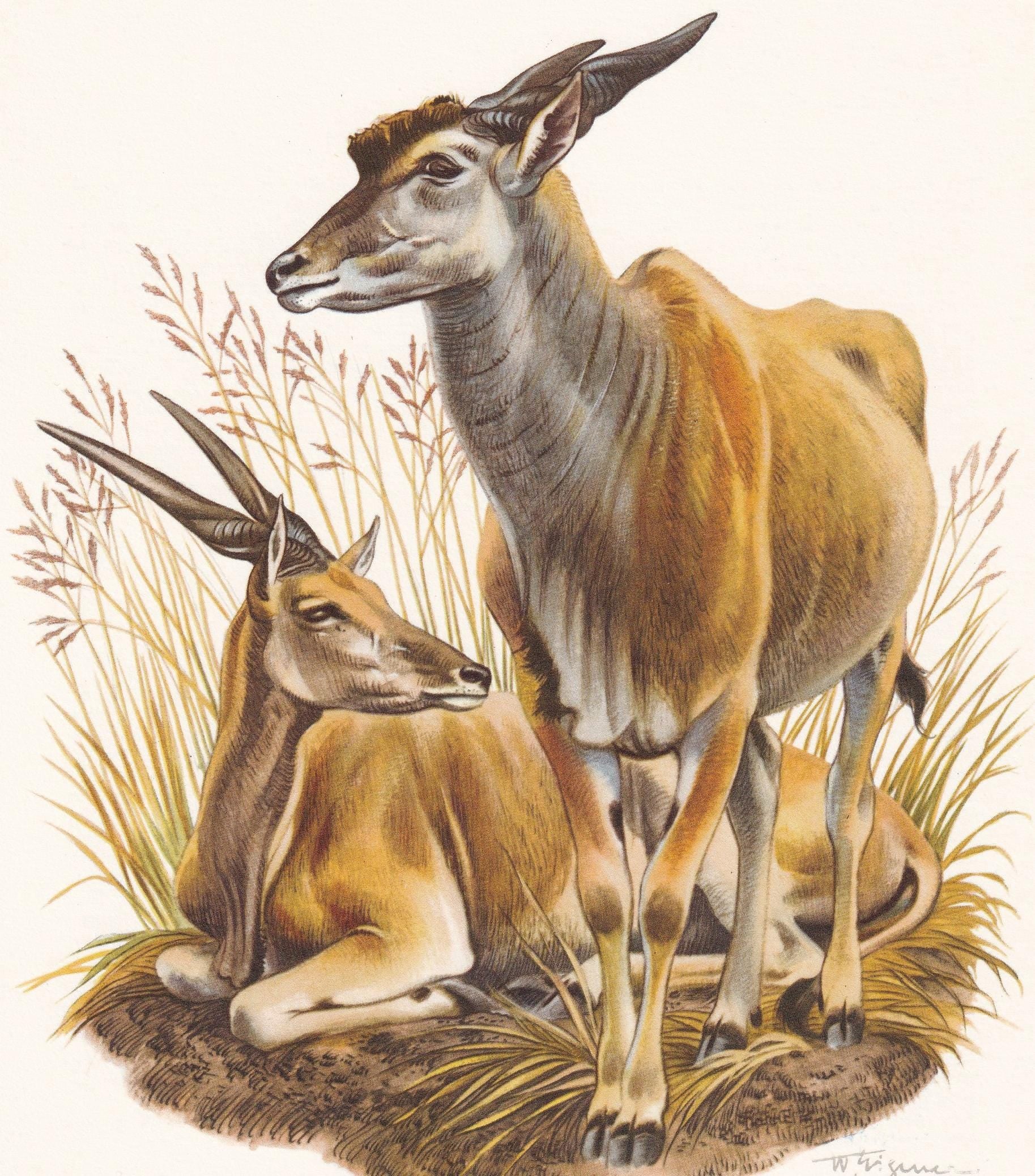 1960 COMMON ELAND Print - Vintage Animal Print - Animal Illustration - Animal Wall Art - Vintage Mammal Print - 7.5 x 10.6 In