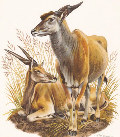 1960 COMMON ELAND Print - Vintage Animal Print - Animal Illustration - Animal Wall Art - Vintage Mammal Print - 7.5 x 10.6 In
