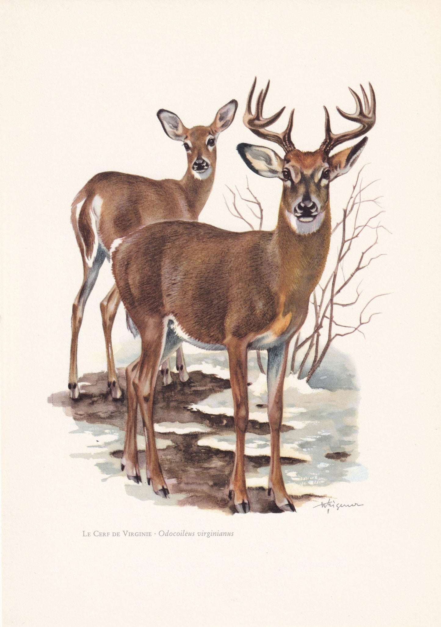 1960 WHITE-TAILED DEER Print - Vintage Animal Print - Animal Illustration - Animal Wall Art - Vintage Mammal Print - 7.5 x 10