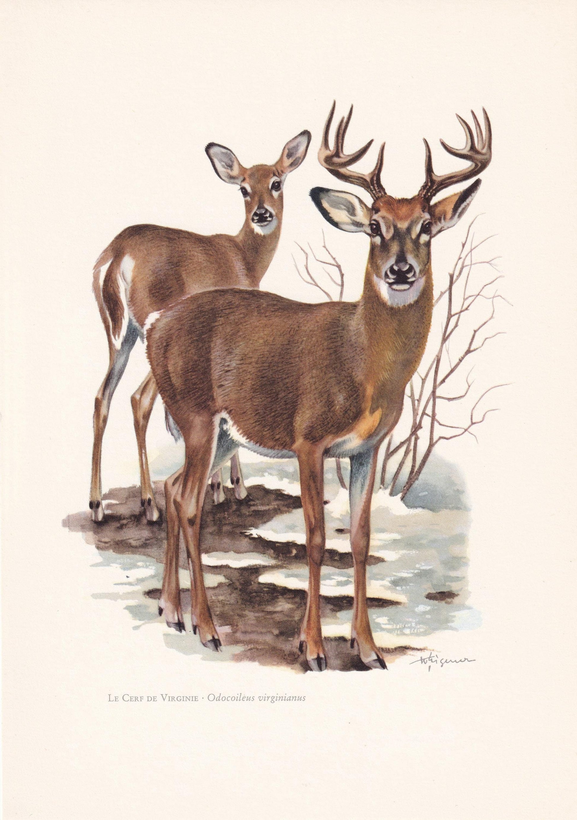 1960 WHITE-TAILED DEER Print - Vintage Animal Print - Animal Illustration - Animal Wall Art - Vintage Mammal Print - 7.5 x 10
