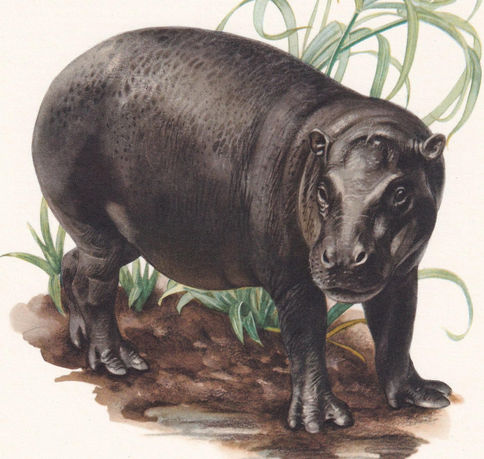 1960 PYGMY HIPPO Print - Vintage Animal Print - Animal Illustration - Animal Wall Art - Vintage Mammal Print - 7.5 x 10.6 Inc