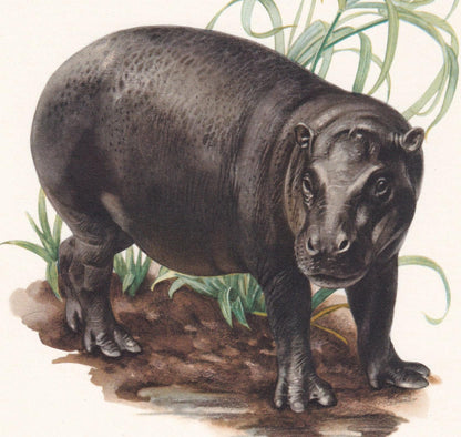 1960 PYGMY HIPPO Print - Vintage Animal Print - Animal Illustration - Animal Wall Art - Vintage Mammal Print - 7.5 x 10.6 Inc