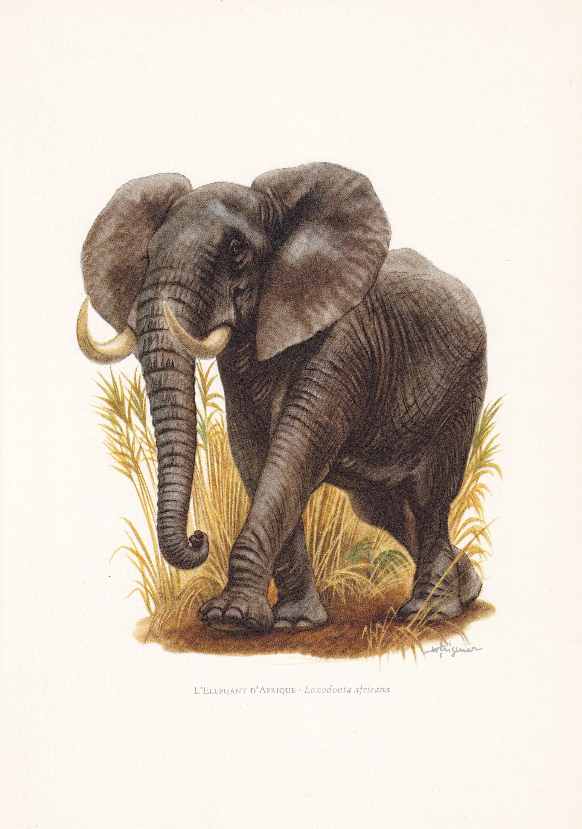 1960 AFRICAN BUSH ELEPHANT Print - Vintage Animal Print - Animal Illustration - Animal Wall Art - Vintage Mammal Print - 7.5 