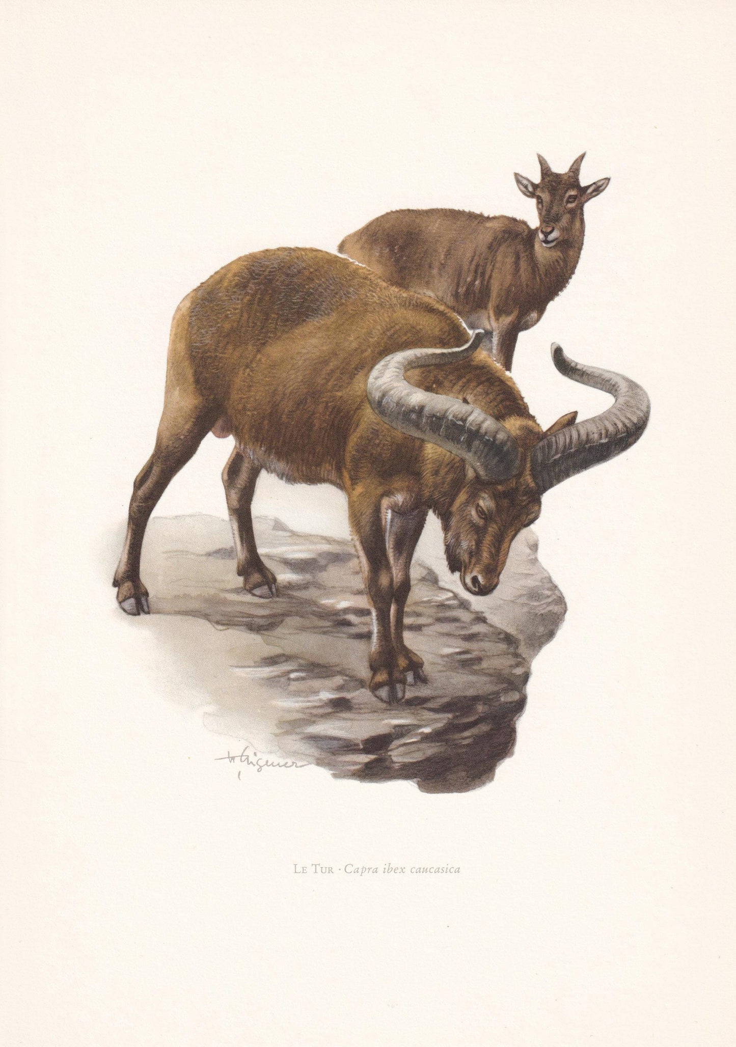 1960 CAUCASIAN TUR Print - Vintage Animal Print - Animal Illustration - Animal Wall Art - Vintage Mammal Print - 7.5 x 10.6 I