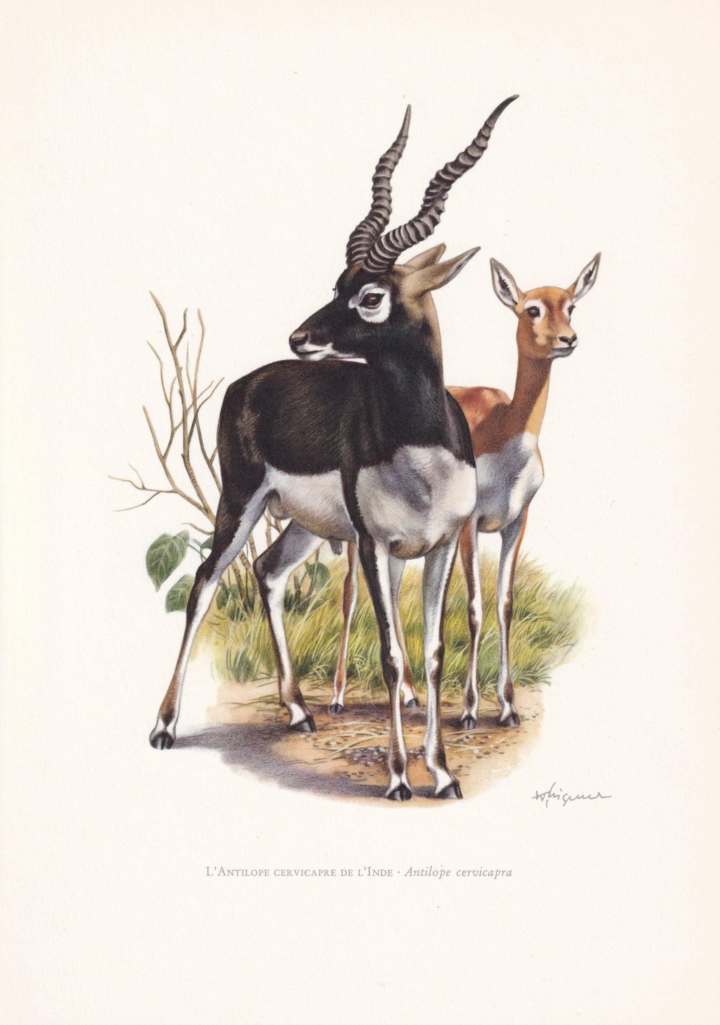 1960 BLACKBUCK ANTELOPE Print - Vintage Animal Print - Animal Illustration - Animal Wall Art - Vintage Mammal Print - 7.5 x 1