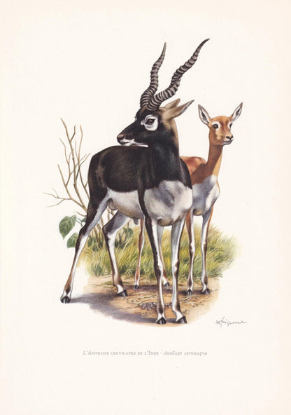 1960 BLACKBUCK ANTELOPE Print - Vintage Animal Print - Animal Illustration - Animal Wall Art - Vintage Mammal Print - 7.5 x 1