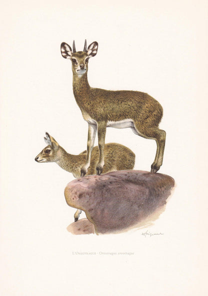 1960 KLIPSPRINGER ANTELOPE Print - Vintage Animal Print - Animal Illustration - Animal Wall Art - Vintage Mammal Print - 7.5 