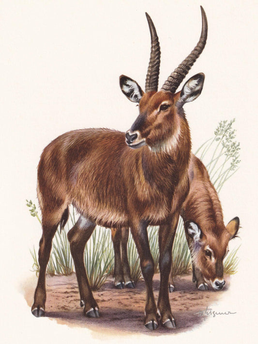 1960 DEFASSA WATERBUCK Print - Vintage Animal Print - Animal Illustration - Animal Wall Art - Vintage Mammal Print - 7.5 x 10