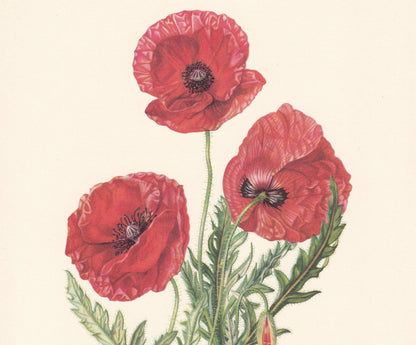 1960 POPPY FLOWER Print - Botanical Print - Botanical Illustration - Plant Wall Art - Vintage Plant Print - 7.5 x 10.6 Inches