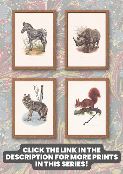 1960 RED KANGAROO Print - Vintage Animal Print - Animal Illustration - Animal Wall Art - Vintage Marsupial Print - 7.5 x 10.6 Inches