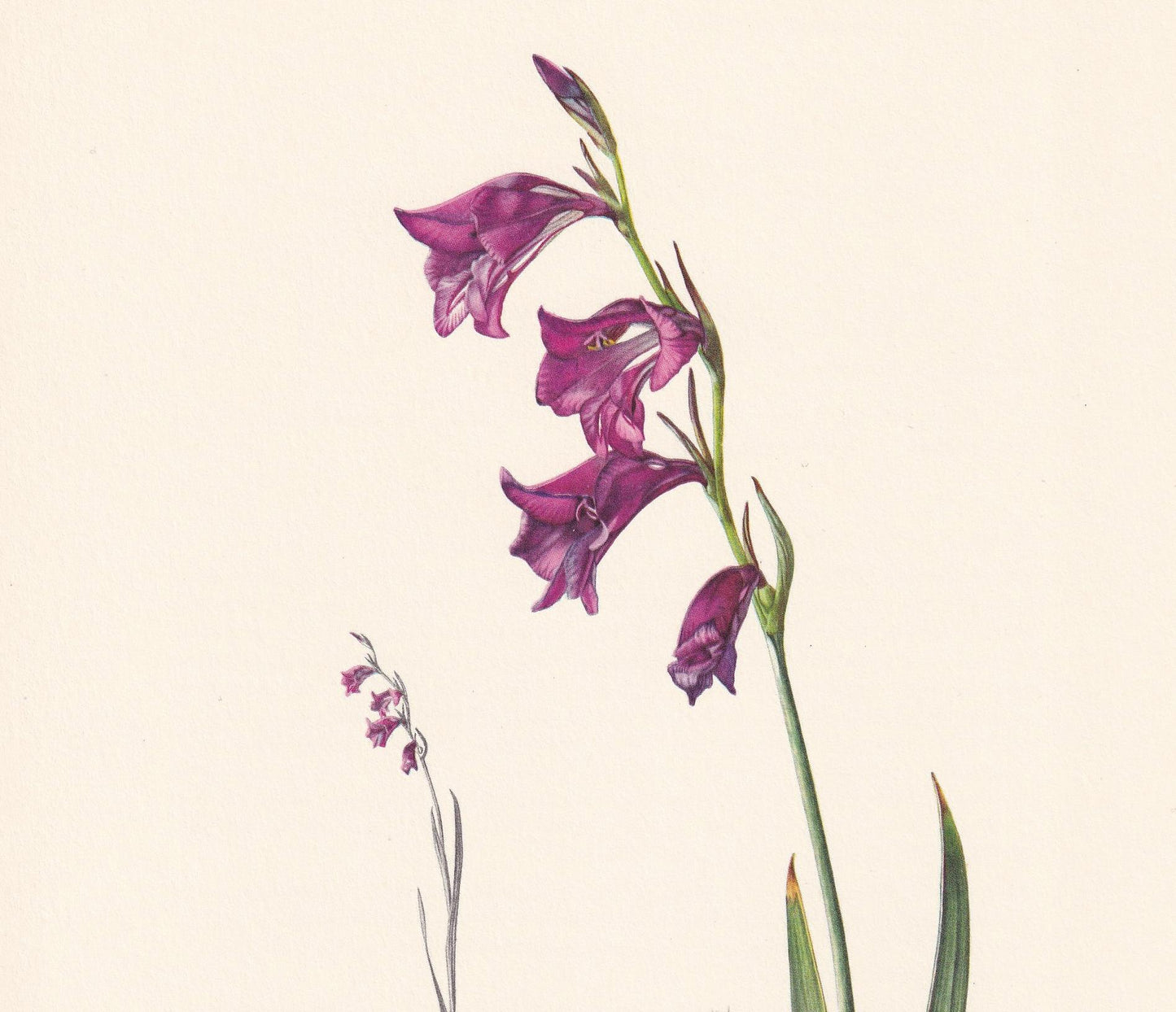 1960 MARSH GLADIOLUS FLOWER Print - Botanical Print - Botanical Illustration - Plant Wall Art - Vintage Plant Print - 7.5 x 1