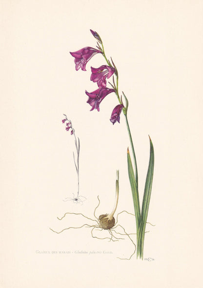 1960 MARSH GLADIOLUS FLOWER Print - Botanical Print - Botanical Illustration - Plant Wall Art - Vintage Plant Print - 7.5 x 1