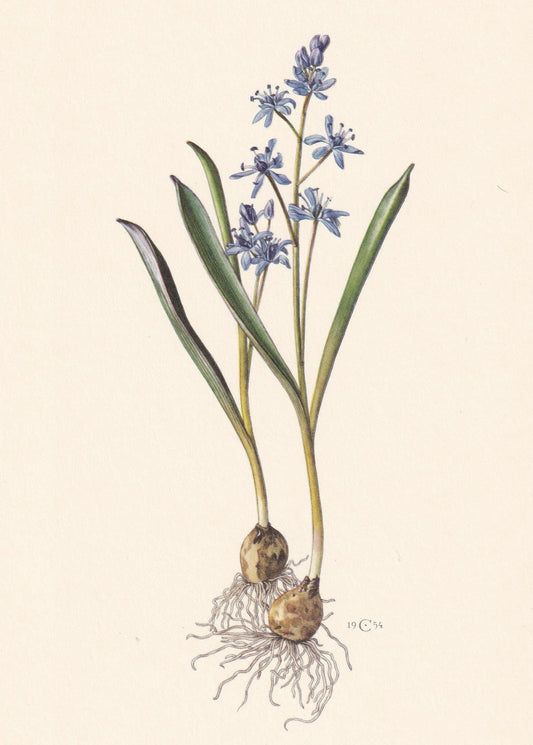 1960 ALPINE SQUILL Flower Print - Botanical Print - Botanical Illustration - Plant Wall Art - Vintage Plant Print - 7.5 x 10.