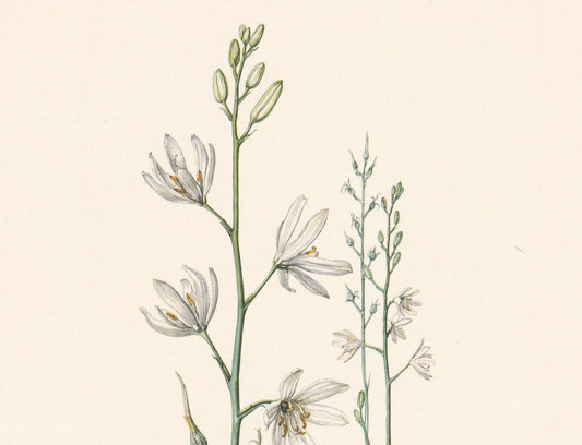 1960 ST BERNARD'S LILY Flower Print - Botanical Print - Botanical Illustration - Plant Wall Art - Vintage Plant Print - 7.5 x