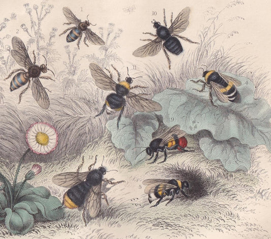 1859 BEES Print - Original Antique Hand-Coloured Engraving - Bumblebee Wall Art - Antique Animal Print - Honey Bee Decor - 9.