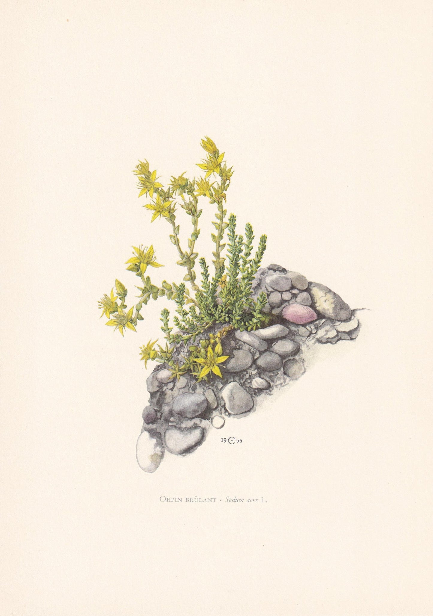 1960 COMMON STONECROP Flower Print - Botanical Print - Botanical Illustration - Plant Wall Art - Vintage Plant Print - 7.5 x 