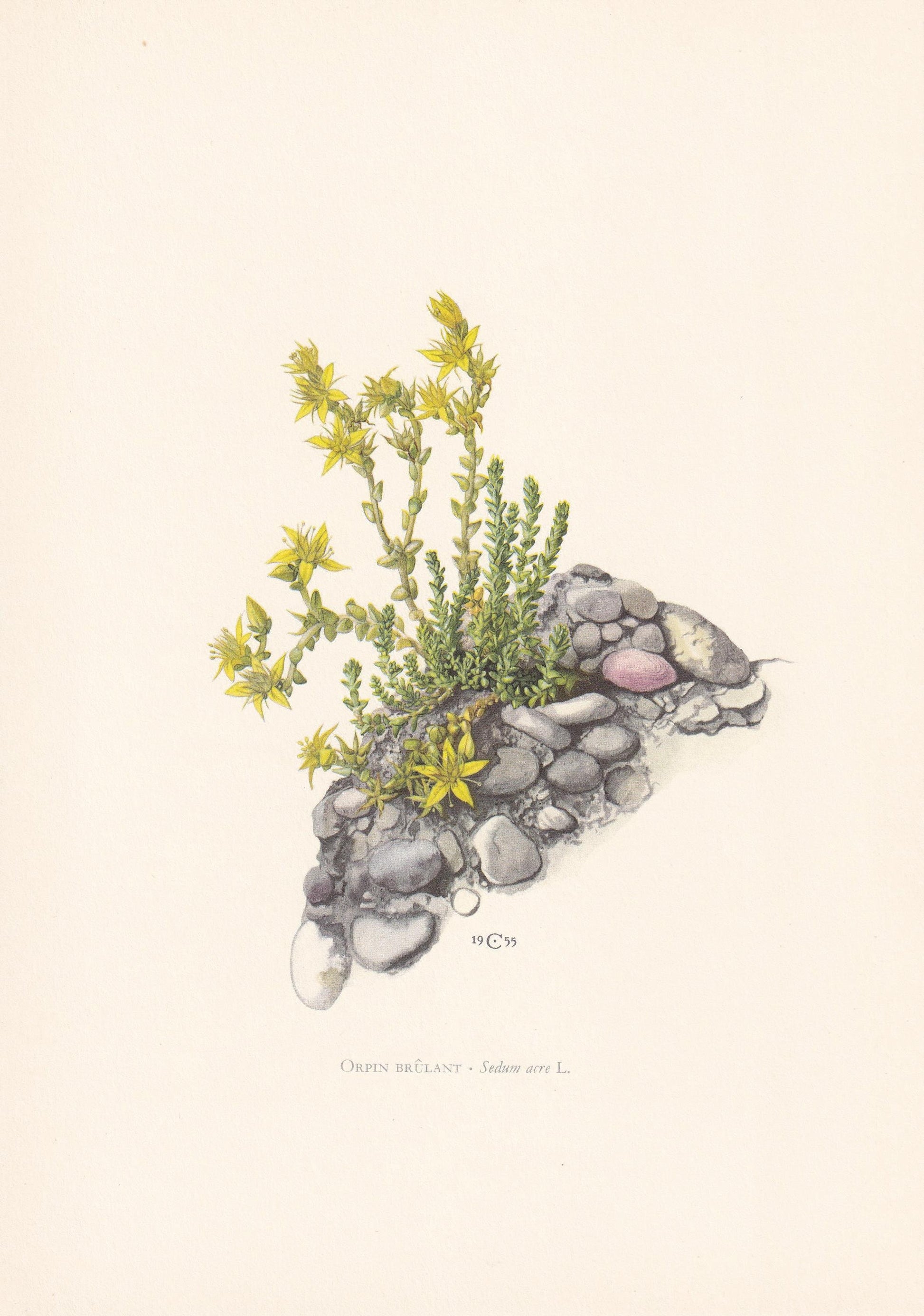 1960 COMMON STONECROP Flower Print - Botanical Print - Botanical Illustration - Plant Wall Art - Vintage Plant Print - 7.5 x 