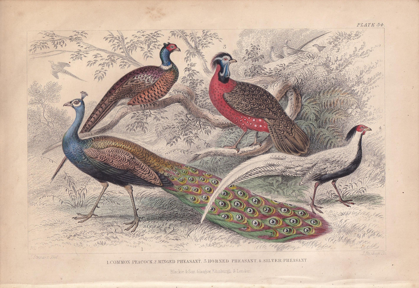 1859 PEACOCK & PHEASANT Print - Original Hand-Coloured Engraving - Bird Wall Art - Antique Bird Print - Bird Decor - 9.5 x 6.