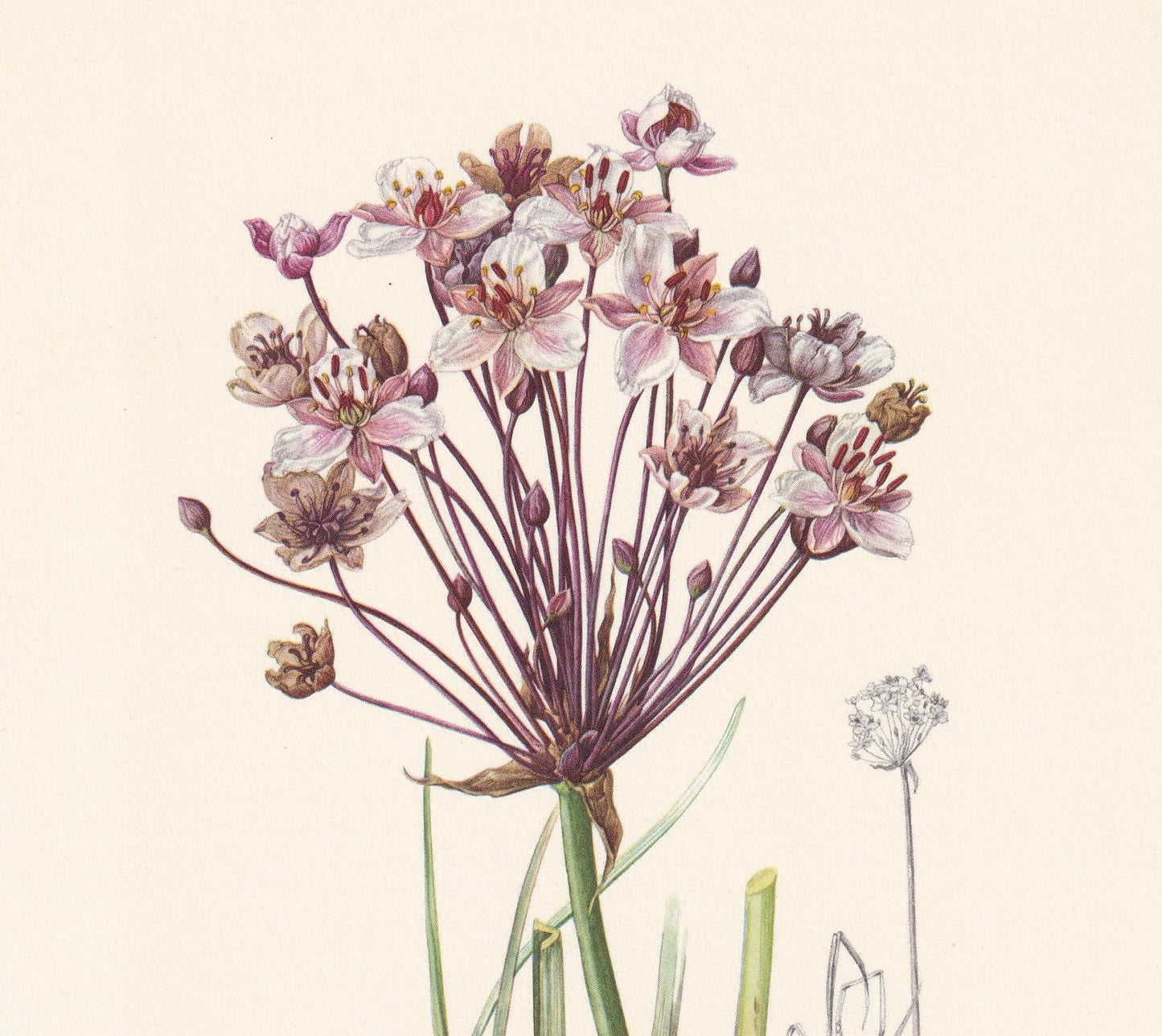 1960 FLOWERING RUSH Flower Print - Botanical Print - Botanical Illustration - Plant Wall Art - Vintage Plant Print - 7.5 x 10
