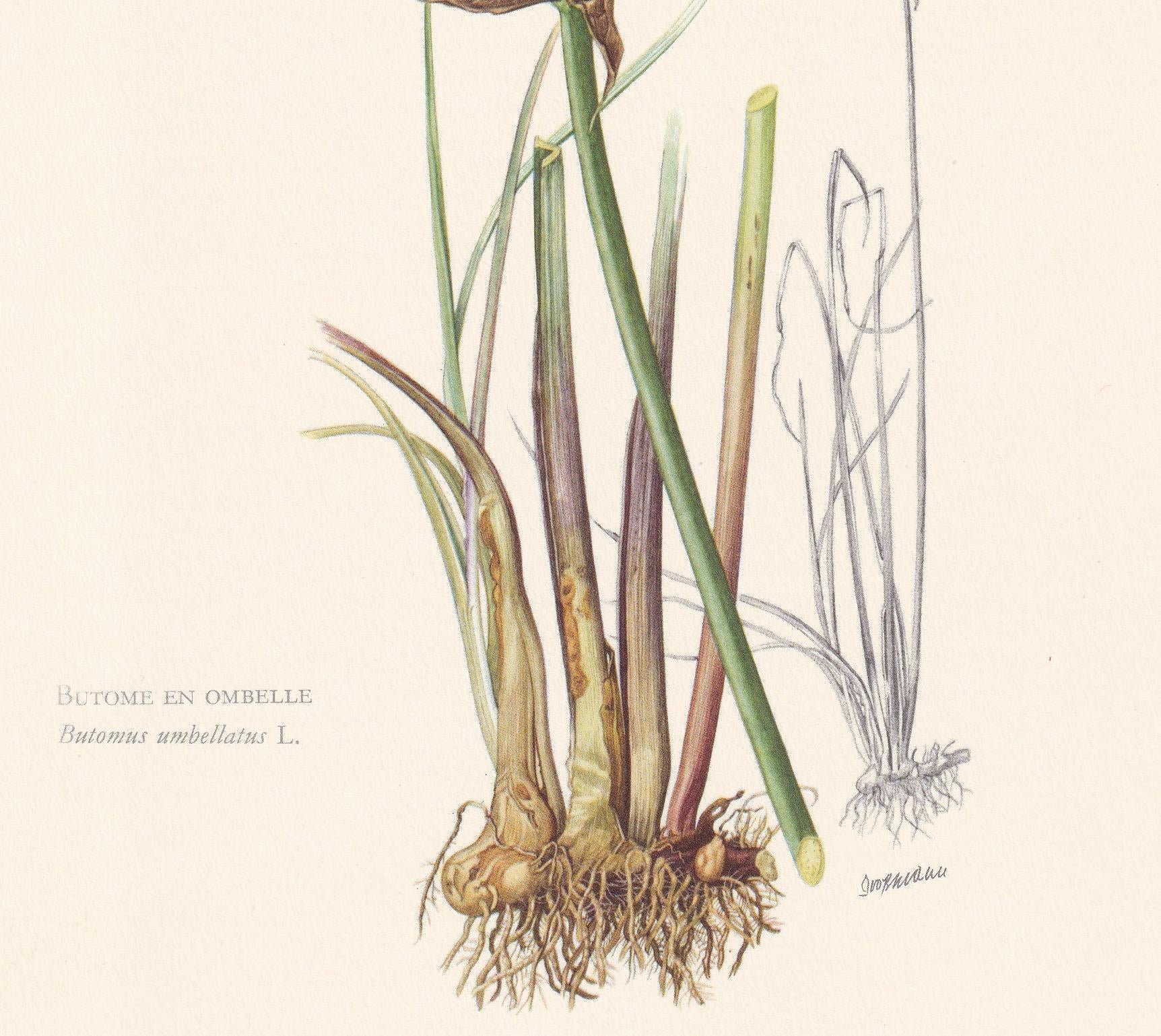 1960 FLOWERING RUSH Flower Print - Botanical Print - Botanical Illustration - Plant Wall Art - Vintage Plant Print - 7.5 x 10