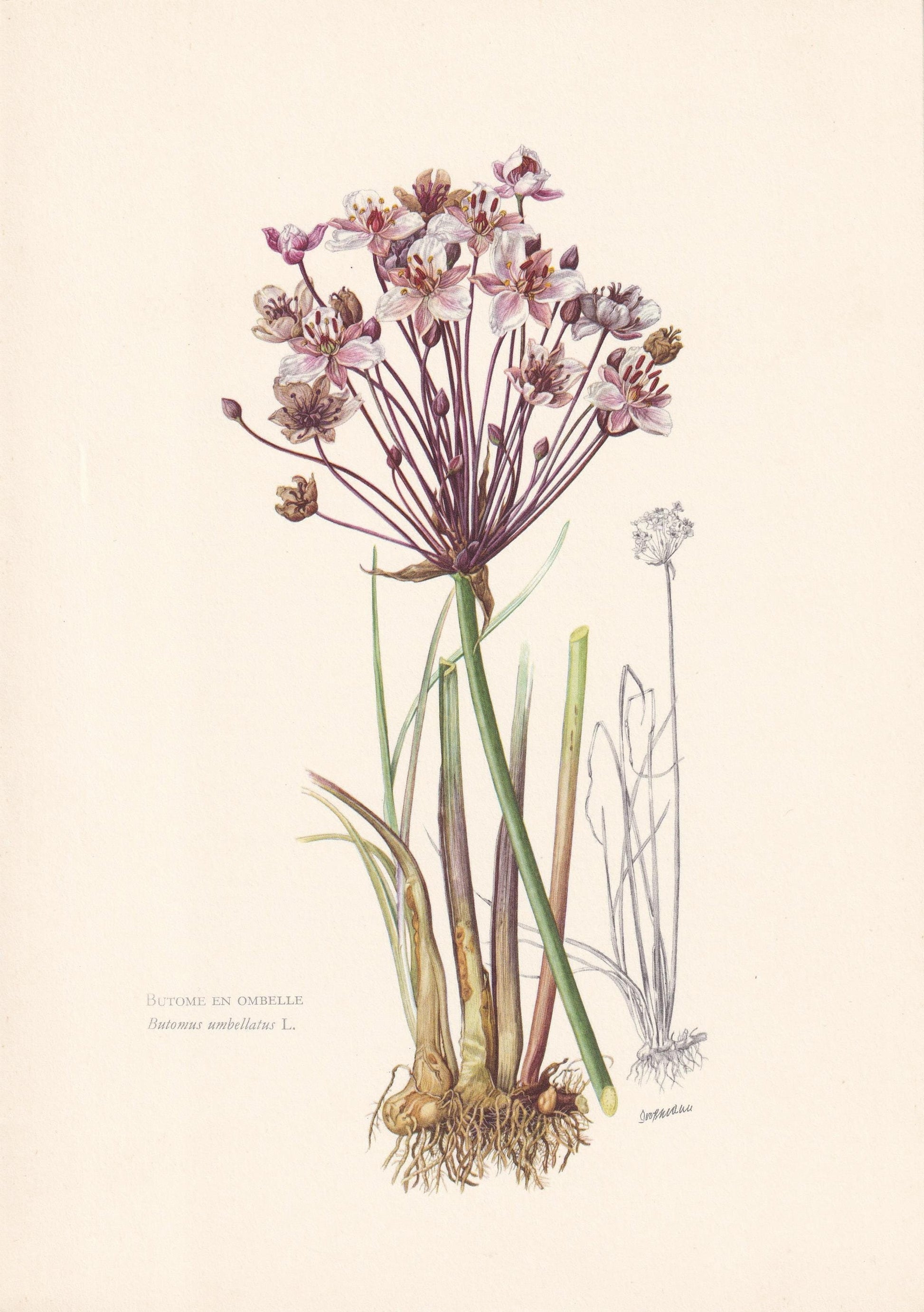 1960 FLOWERING RUSH Flower Print - Botanical Print - Botanical Illustration - Plant Wall Art - Vintage Plant Print - 7.5 x 10