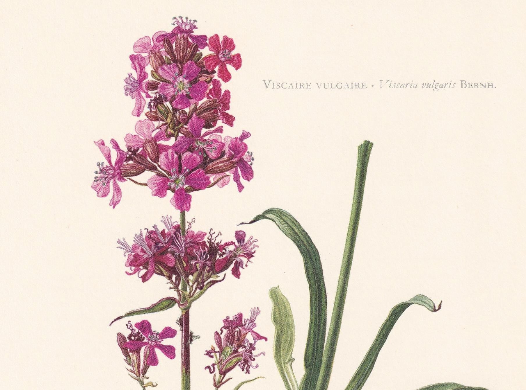 1960 STICKY CATCHFLY Flower Print - Botanical Print - Botanical Illustration - Plant Wall Art - Vintage Plant Print - 7.5 x 1