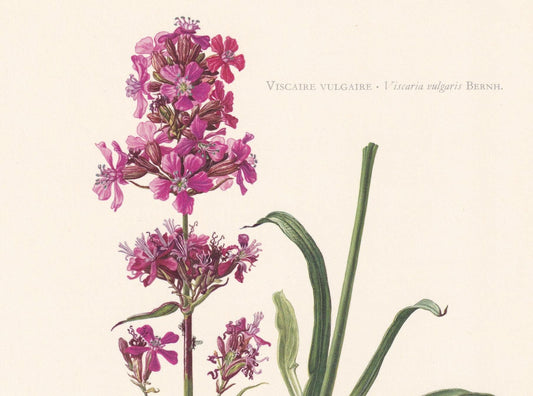 1960 STICKY CATCHFLY Flower Print - Botanical Print - Botanical Illustration - Plant Wall Art - Vintage Plant Print - 7.5 x 1