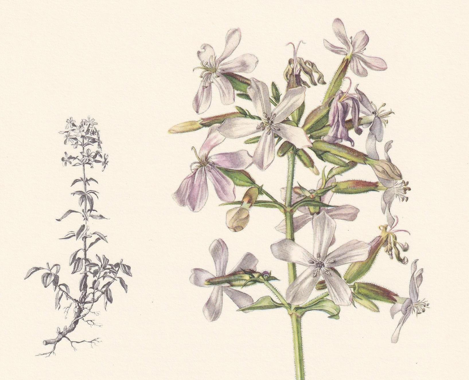 1960 COMMON SOAPWORT Flower Print - Botanical Print - Botanical Illustration - Plant Wall Art - Vintage Plant Print - 7.5 x 1