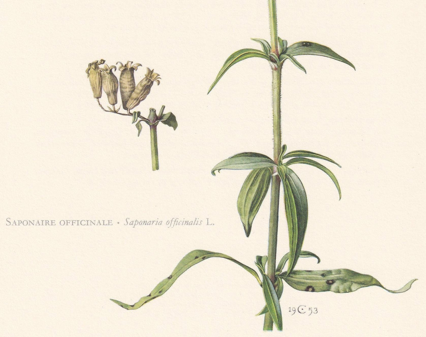 1960 COMMON SOAPWORT Flower Print - Botanical Print - Botanical Illustration - Plant Wall Art - Vintage Plant Print - 7.5 x 1