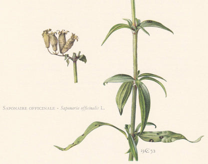 1960 COMMON SOAPWORT Flower Print - Botanical Print - Botanical Illustration - Plant Wall Art - Vintage Plant Print - 7.5 x 1