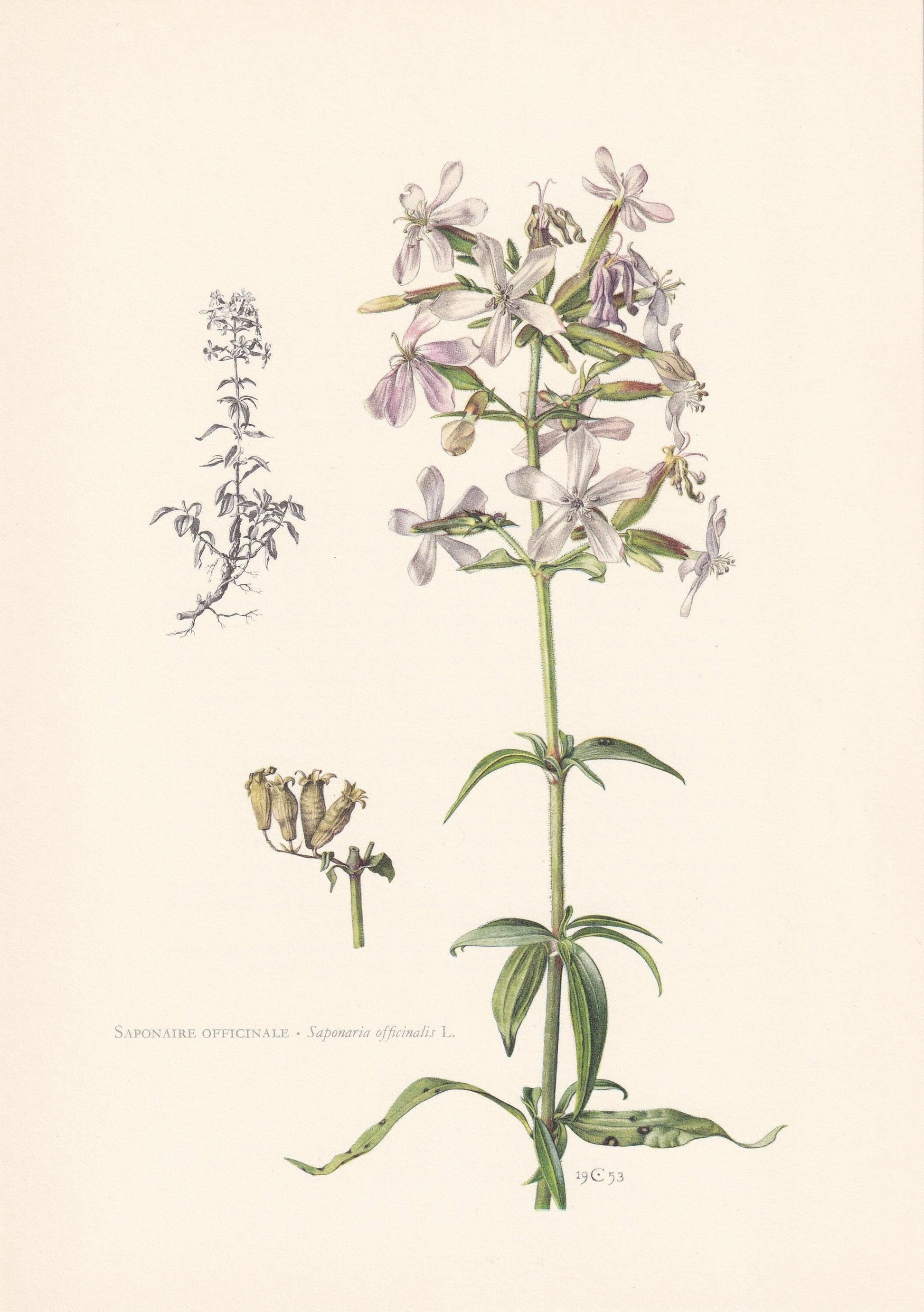 1960 COMMON SOAPWORT Flower Print - Botanical Print - Botanical Illustration - Plant Wall Art - Vintage Plant Print - 7.5 x 1
