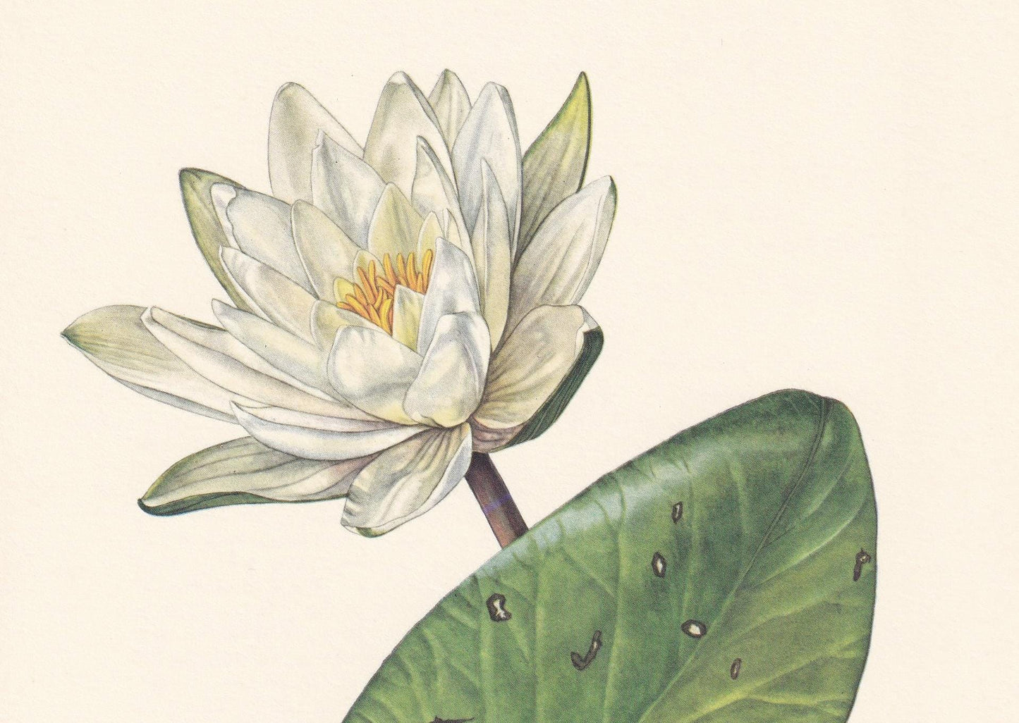 1960 WHITE WATERLILY Flower Print - Botanical Print - Botanical Illustration - Plant Wall Art - Vintage Plant Print - 7.5 x 1