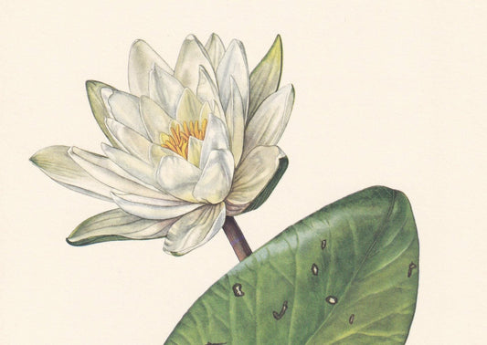 1960 WHITE WATERLILY Flower Print - Botanical Print - Botanical Illustration - Plant Wall Art - Vintage Plant Print - 7.5 x 1