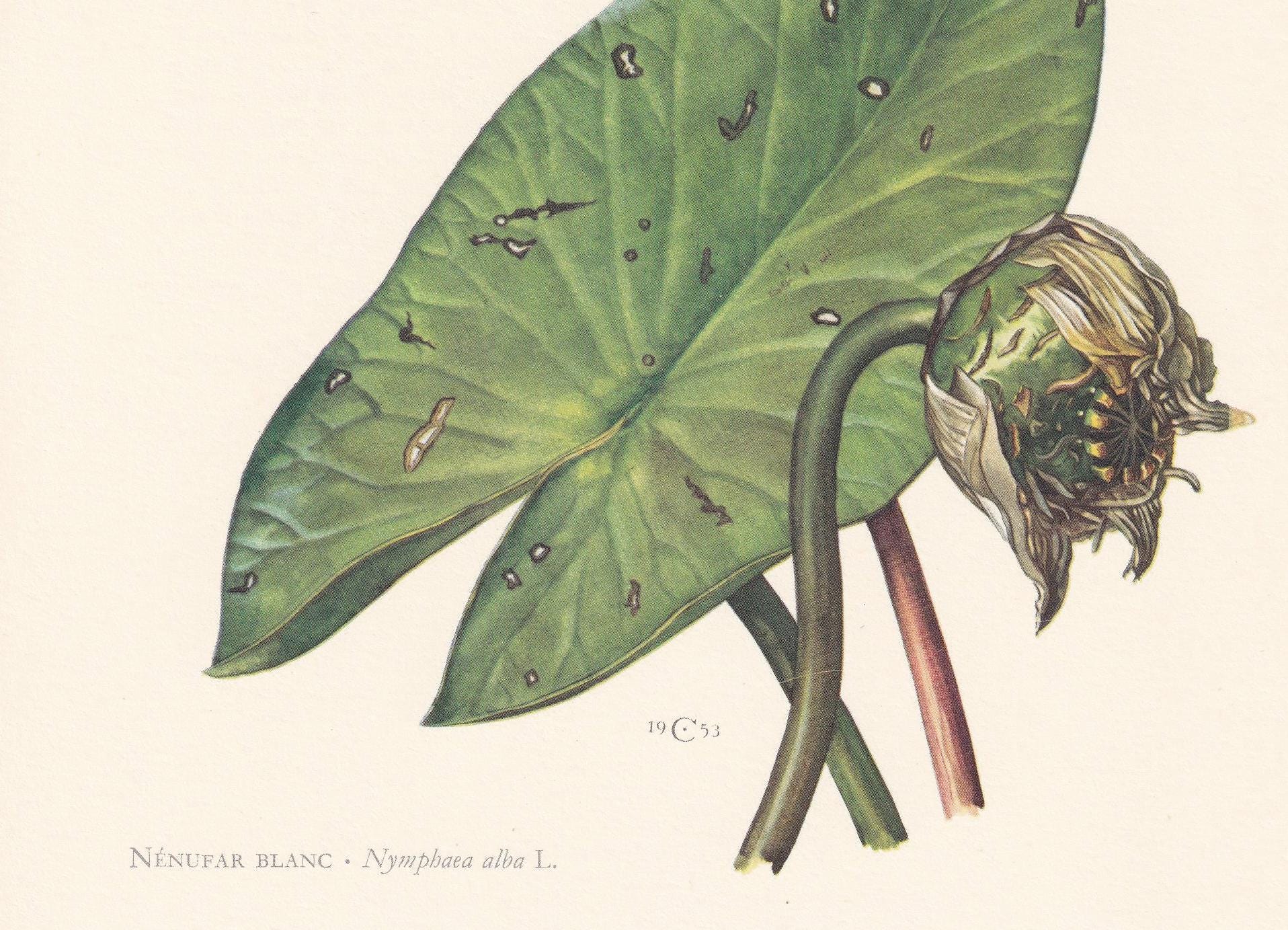 1960 WHITE WATERLILY Flower Print - Botanical Print - Botanical Illustration - Plant Wall Art - Vintage Plant Print - 7.5 x 1