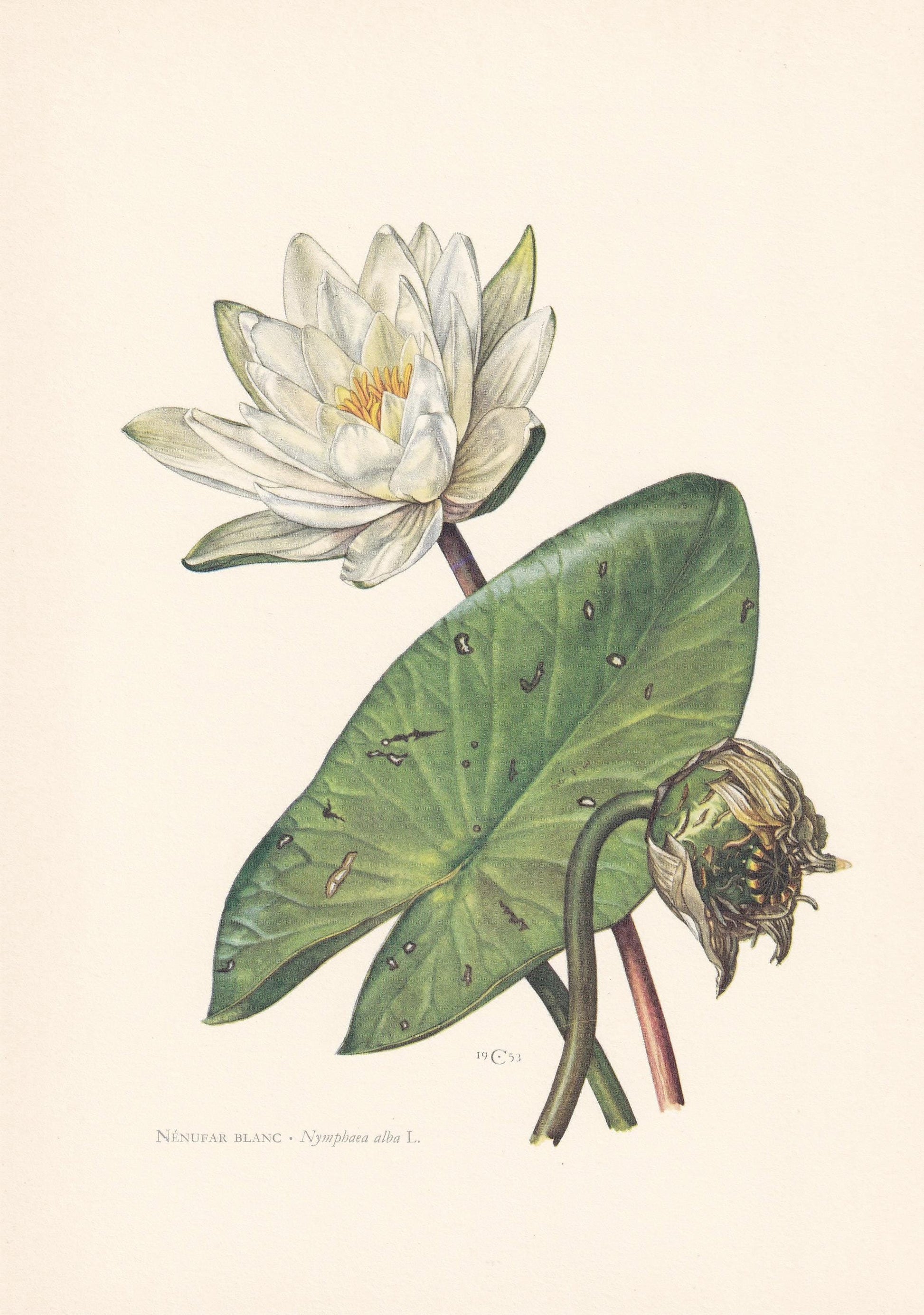 1960 WHITE WATERLILY Flower Print - Botanical Print - Botanical Illustration - Plant Wall Art - Vintage Plant Print - 7.5 x 1