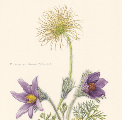 1960 PASQUEFLOWER Flower Print - Botanical Print - Botanical Illustration - Plant Wall Art - Vintage Plant Print - 7.5 x 10.6