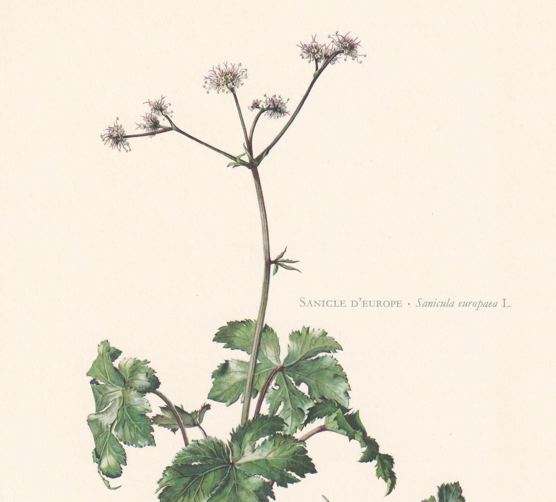 1960 WOOD SANICLE Flower Print - Botanical Print - Botanical Illustration - Plant Wall Art - Vintage Plant Print - 7.5 x 10.6