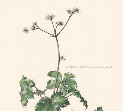 1960 WOOD SANICLE Flower Print - Botanical Print - Botanical Illustration - Plant Wall Art - Vintage Plant Print - 7.5 x 10.6