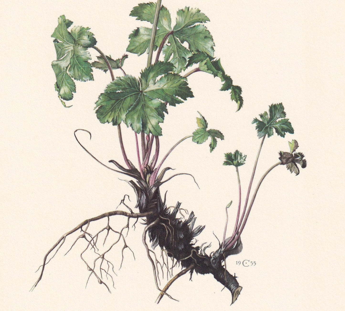 1960 WOOD SANICLE Flower Print - Botanical Print - Botanical Illustration - Plant Wall Art - Vintage Plant Print - 7.5 x 10.6