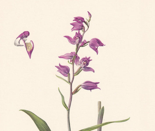 1960 HELLEBORINE ORCHID Flower Print - Botanical Print - Botanical Illustration - Plant Wall Art - Vintage Plant Print - 7.5 