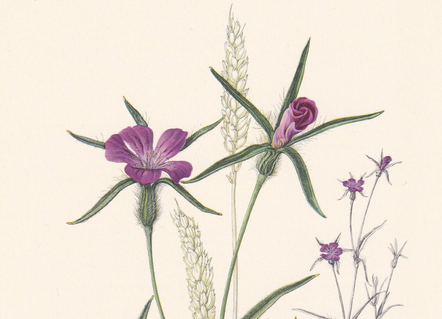 1960 CORN COCKLE Flower Print - Botanical Print - Botanical Illustration - Plant Wall Art - Vintage Plant Print - 7.5 x 10.6 