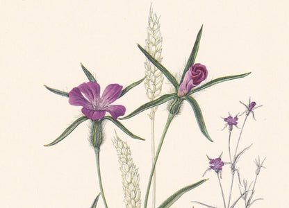 1960 CORN COCKLE Flower Print - Botanical Print - Botanical Illustration - Plant Wall Art - Vintage Plant Print - 7.5 x 10.6 