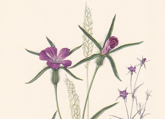 1960 CORN COCKLE Flower Print - Botanical Print - Botanical Illustration - Plant Wall Art - Vintage Plant Print - 7.5 x 10.6 