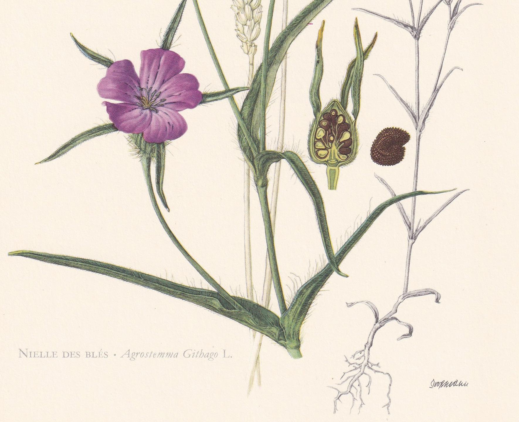 1960 CORN COCKLE Flower Print - Botanical Print - Botanical Illustration - Plant Wall Art - Vintage Plant Print - 7.5 x 10.6 