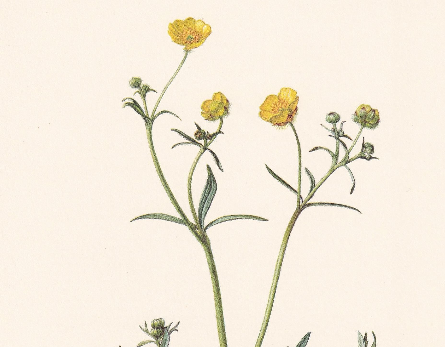 1960 MEADOW BUTTERCUP Flower Print - Botanical Print - Botanical Illustration - Plant Wall Art - Vintage Plant Print - 7.5 x 