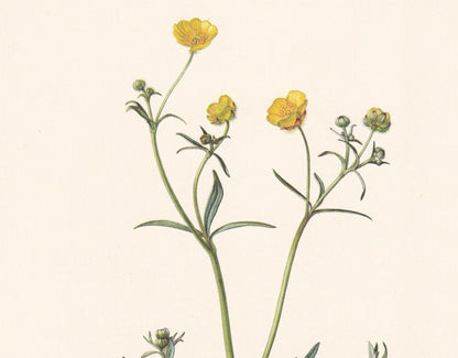 1960 MEADOW BUTTERCUP Flower Print - Botanical Print - Botanical Illustration - Plant Wall Art - Vintage Plant Print - 7.5 x 