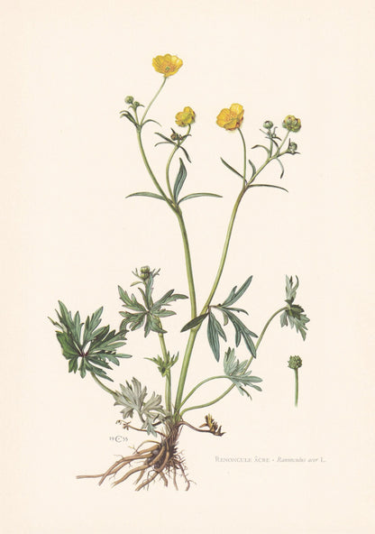 1960 MEADOW BUTTERCUP Flower Print - Botanical Print - Botanical Illustration - Plant Wall Art - Vintage Plant Print - 7.5 x 