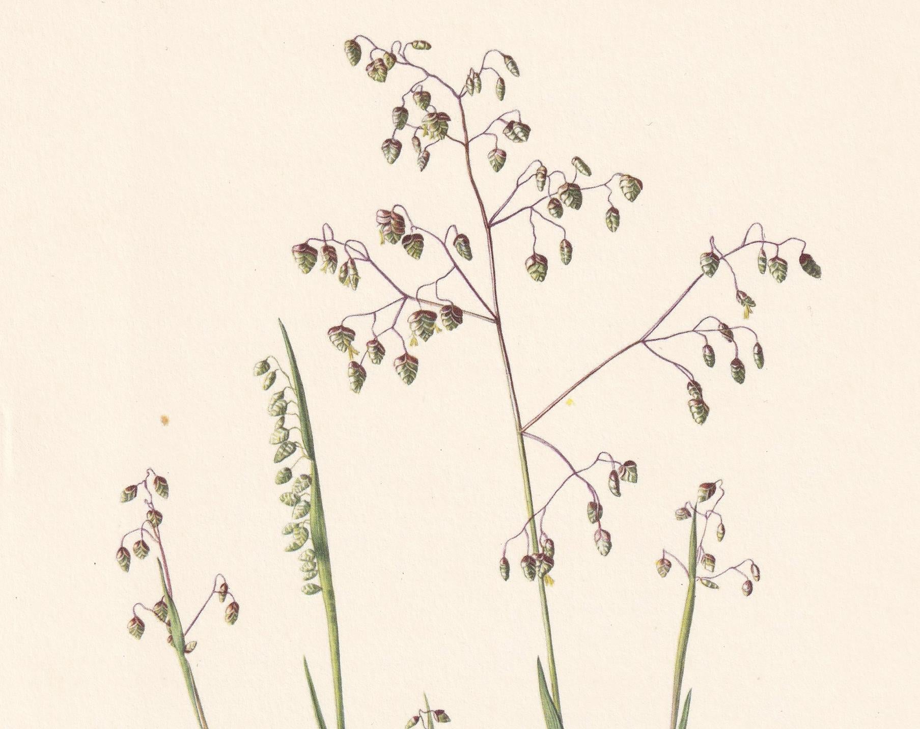 1960 QUAKING GRASS Flower Print - Botanical Print - Botanical Illustration - Plant Wall Art - Vintage Plant Print - 7.5 x 10.
