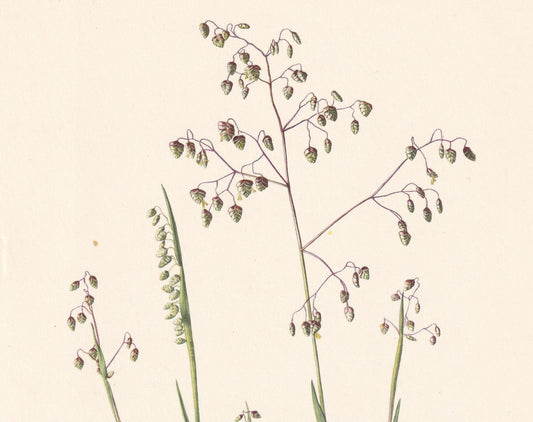 1960 QUAKING GRASS Flower Print - Botanical Print - Botanical Illustration - Plant Wall Art - Vintage Plant Print - 7.5 x 10.