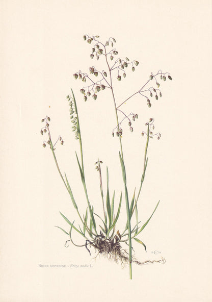 1960 QUAKING GRASS Flower Print - Botanical Print - Botanical Illustration - Plant Wall Art - Vintage Plant Print - 7.5 x 10.